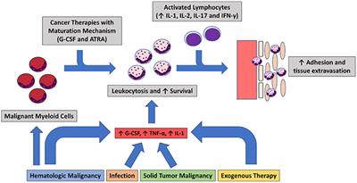 Insights Into the Pathogenesis of Sweet's Syndrome